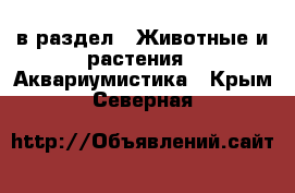  в раздел : Животные и растения » Аквариумистика . Крым,Северная